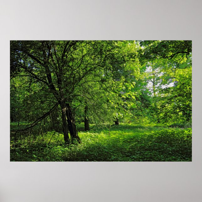 Woodland Scene. Blackweir Skogen, Cardiff Poster (Framsidan)