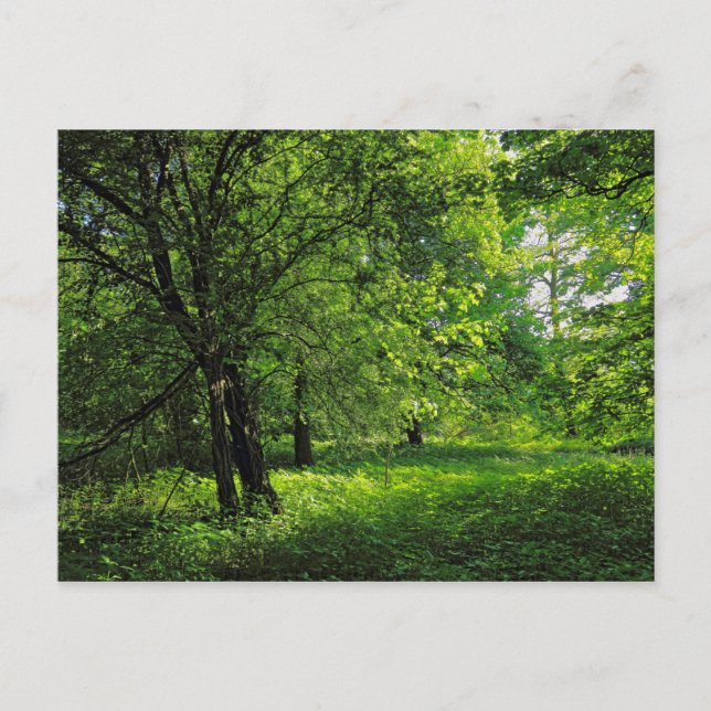 Woodland Scene. Blackweir Skogen, Cardiff Vykort (Framsida)