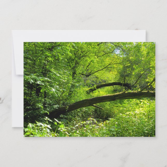 Woodland Scene Kort (Framsida)