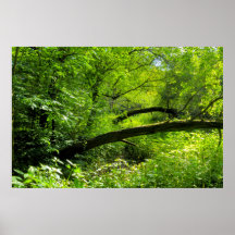 Woodland Scene