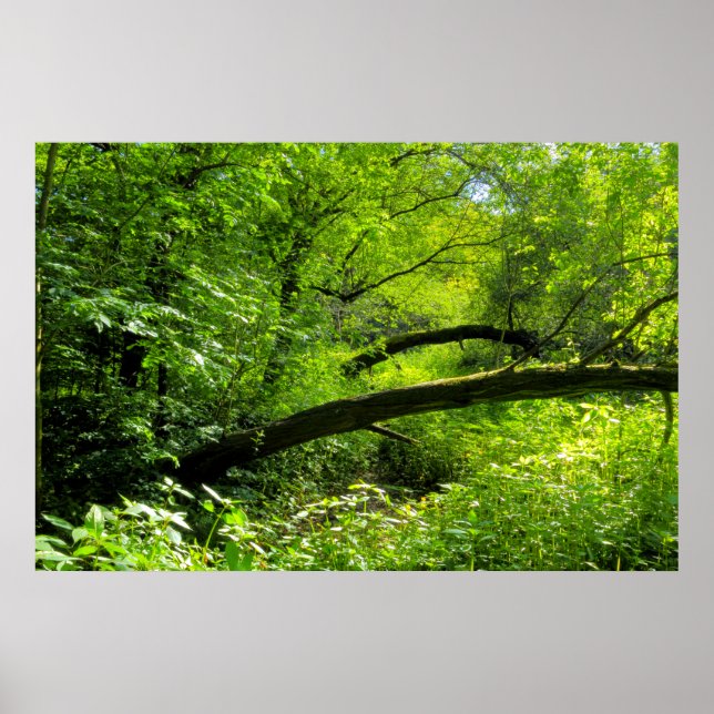 Woodland Scene Poster (Framsidan)