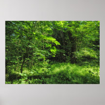 Woodland Scene