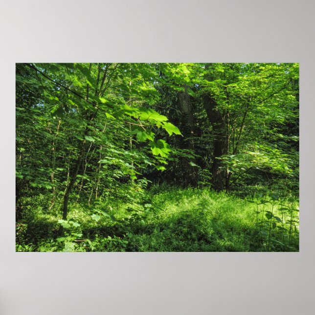 Woodland Scene Poster (Framsidan)
