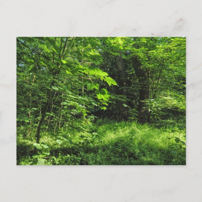Woodland Scene Vykort (Framsida)