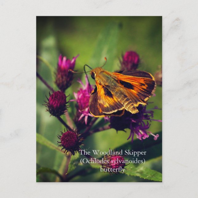 Woodland Skipper-fjäril Vykort (Framsida)