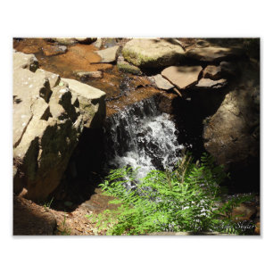 Woodland Stream Fototryck