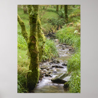 Woodland Stream i distriktet Sjö Poster