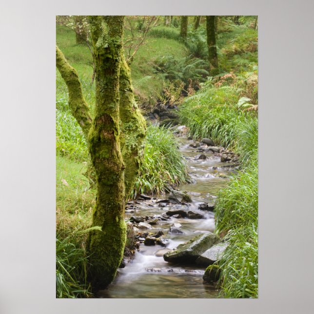 Woodland Stream i distriktet Sjö Poster (Framsidan)