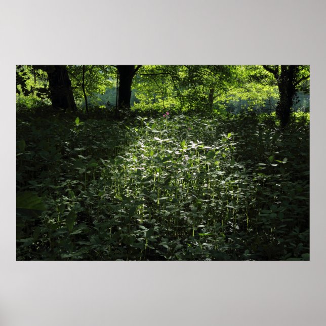 Woodland Sunlight 01 Poster (Framsidan)