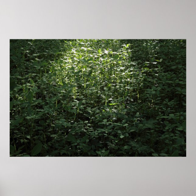 Woodland Sunlight 02 Poster (Framsidan)