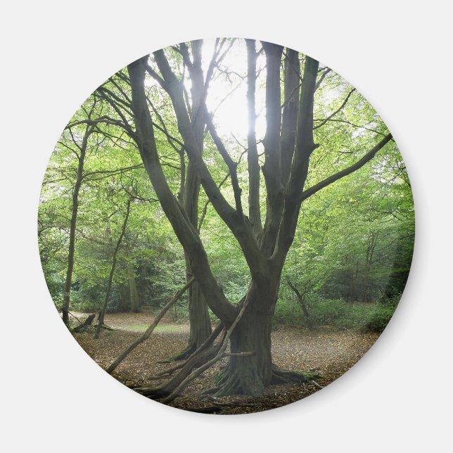 Woodland Sunshine Magnet (Framsidan)