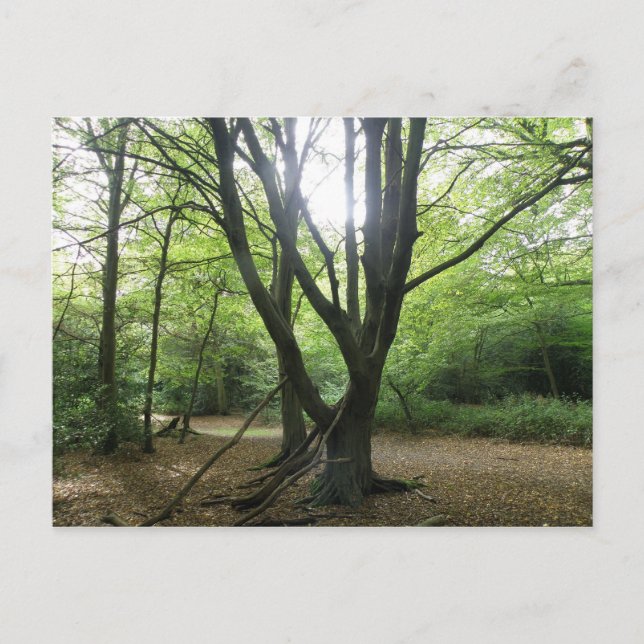 Woodland Sunshine Postcard Vykort (Framsida)