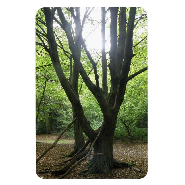 Woodland Sunshine Premium Magnet (Vertikal)
