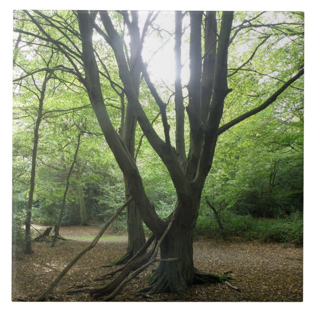 Woodland Sunshine Tile Kakelplatta (Framsidan)