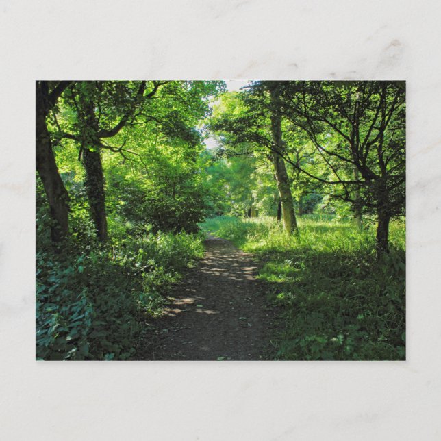 Woodland Väg. Blackweir Skogen, Cardiff, Wales Vykort (Framsida)