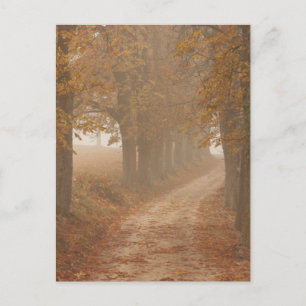 Woodland Väg Led by Autumn Träd Vykort