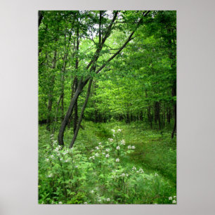 Woodland Väg Poster