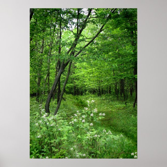 Woodland Väg Poster (Framsidan)