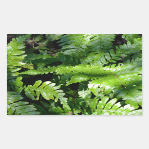 Woodland Vår Grönt Ferns Rektangulärt Klistermärke