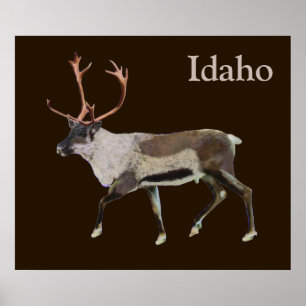 Woodland Västindiou Poster