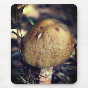 Woodland Vild Mushroom Nature Musmatta