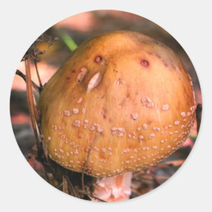 Woodland Vild Mushroom Nature Runt Klistermärke