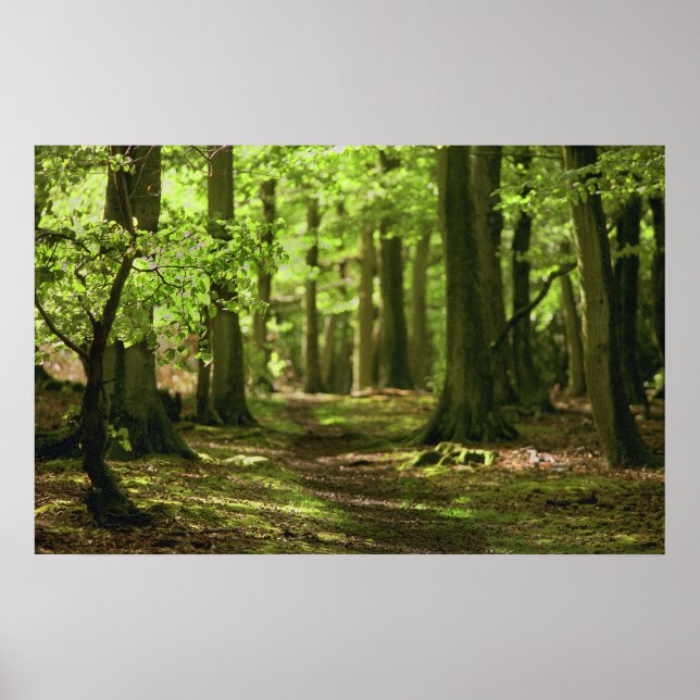 Woodland Walk Poster (Framsidan)