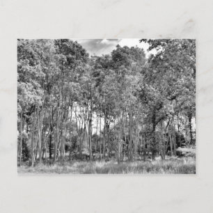 Woodland Walk Vykort