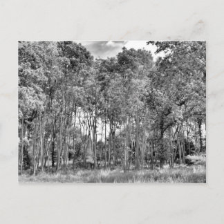 Woodland Walk Vykort