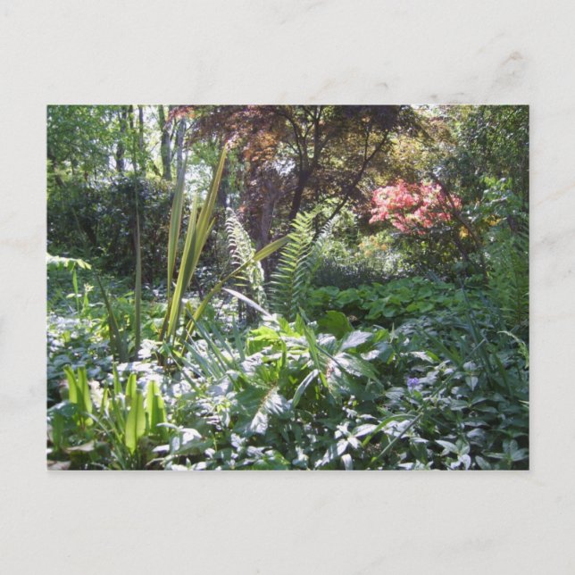 Woodland Walk Vykort (Framsida)