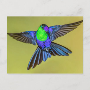 Woodnymph Hummingbird in Flight Pose Vykort