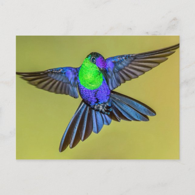Woodnymph Hummingbird in Flight Pose Vykort (Framsida)
