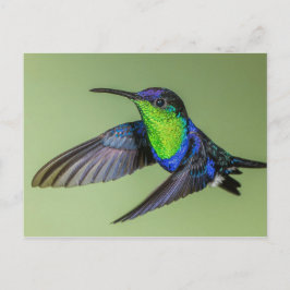 Woodnymph Hummingbird Postcard Vykort