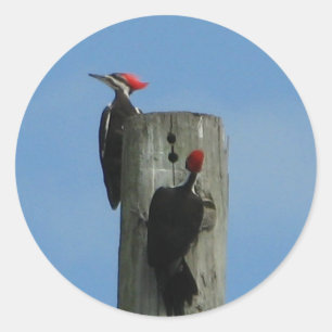 Woodpecker Birds på en Pole Runt Klistermärke