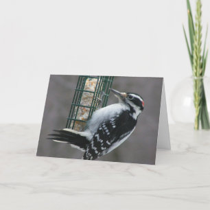 Woodpecker Birthday Card Kort