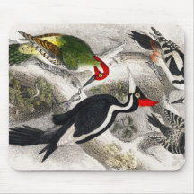 Woodpecker, Grönt Woodpecker, Woodpecker Bird
