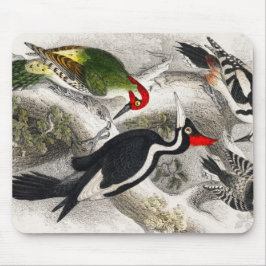 Woodpecker, Grönt Woodpecker, Woodpecker Bird Musmatta