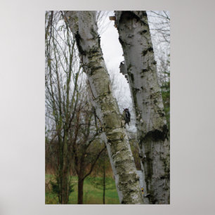 Woodpecker i vår poster