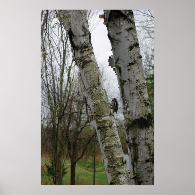 Woodpecker i vår poster (Framsidan)