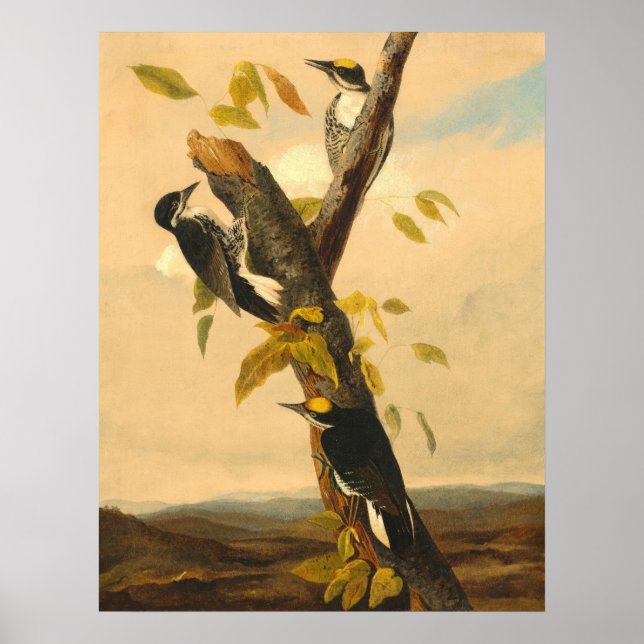 Woodpecker - Joseph B. Kidd Fine Art Poster (Framsidan)