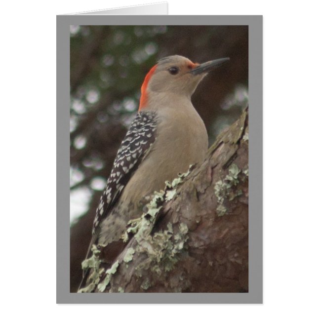 Woodpecker-kort OBS Kort (Framsidan)