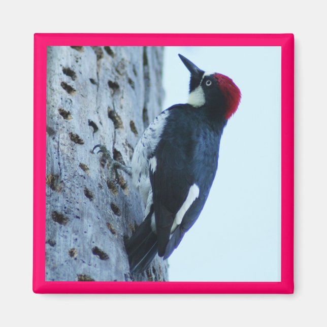 Woodpecker Magnet (Framsidan)