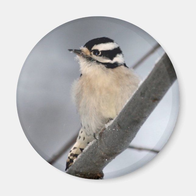 Woodpecker Magnet (Framsidan)