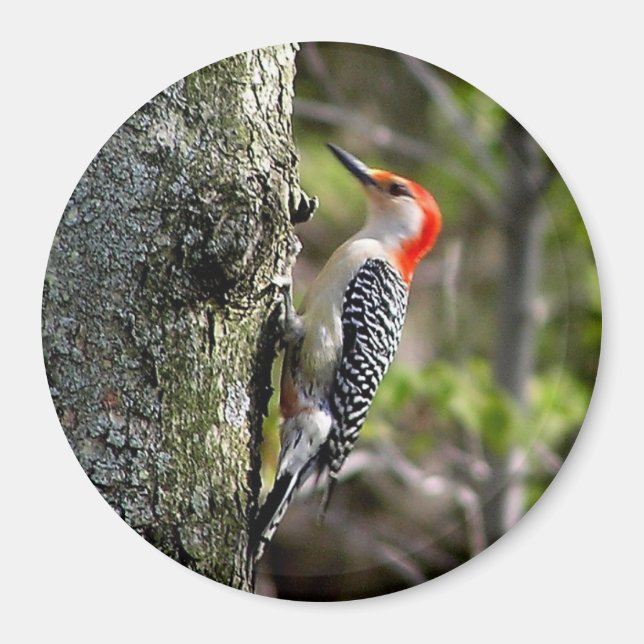 Woodpecker Magnet (Framsidan)