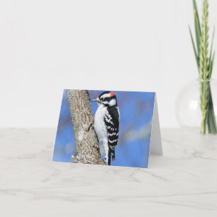 Woodpecker på en Shagbark träd blank insida Kort