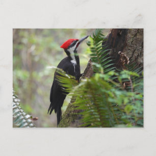 Woodpecker på träd vykort
