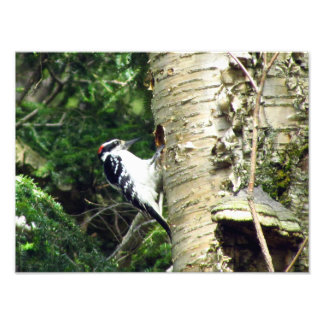 Woodpecker Photo Print Fototryck