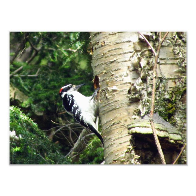 Woodpecker Photo Print Fototryck (Framsidan)