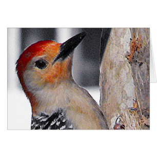 Woodpecker Porträtt Hälsningskort