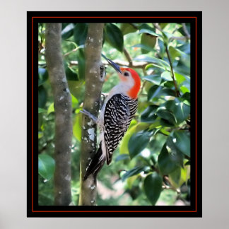 Woodpecker Poster